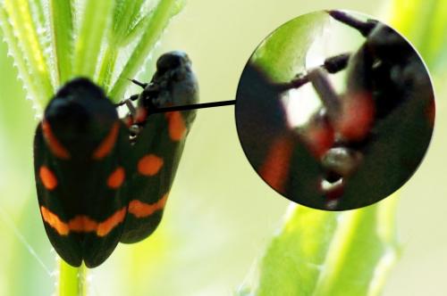 Réf. 198 357 : Cercopis intermedia